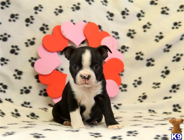 Boston Terrier puppy for sale