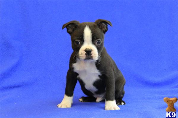 Boston Terrier puppy for sale