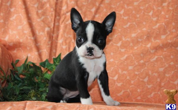 Boston Terrier puppy for sale