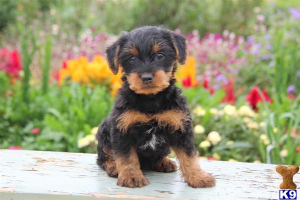 yorkie mixed breeds for sale mixed breed puppy for sale yorkie poo 5 years yorkie mixed breeds for sale mixed breed puppy for sale yorkie poo 5 years