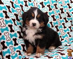 bernese mountain dog puppy posted by gfpdogs