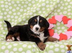 bernese mountain dog puppy posted by gfpdogs