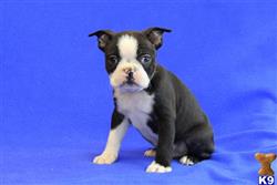 boston terrier puppy posted by gfpdogs