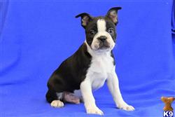 boston terrier puppy posted by gfpdogs
