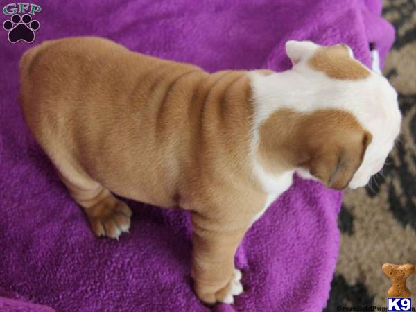 English Bulldog Puppy for Sale Gabby / English Bulldog 8