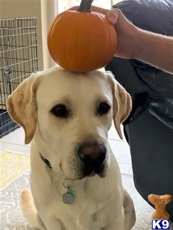 Labrador Retriever stud dog