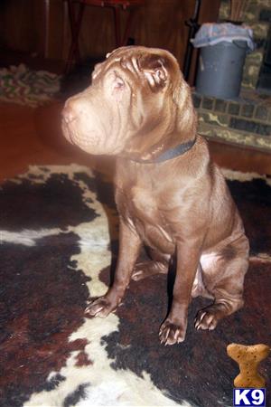 Chinese Shar Pei