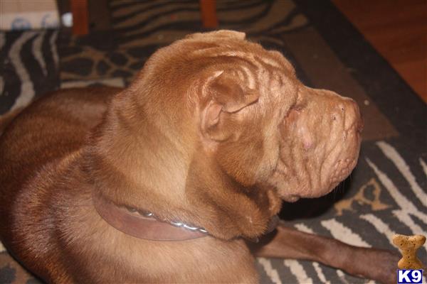 Chinese Shar Pei stud dog