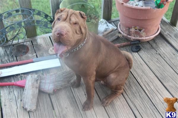 Chinese Shar Pei stud dog