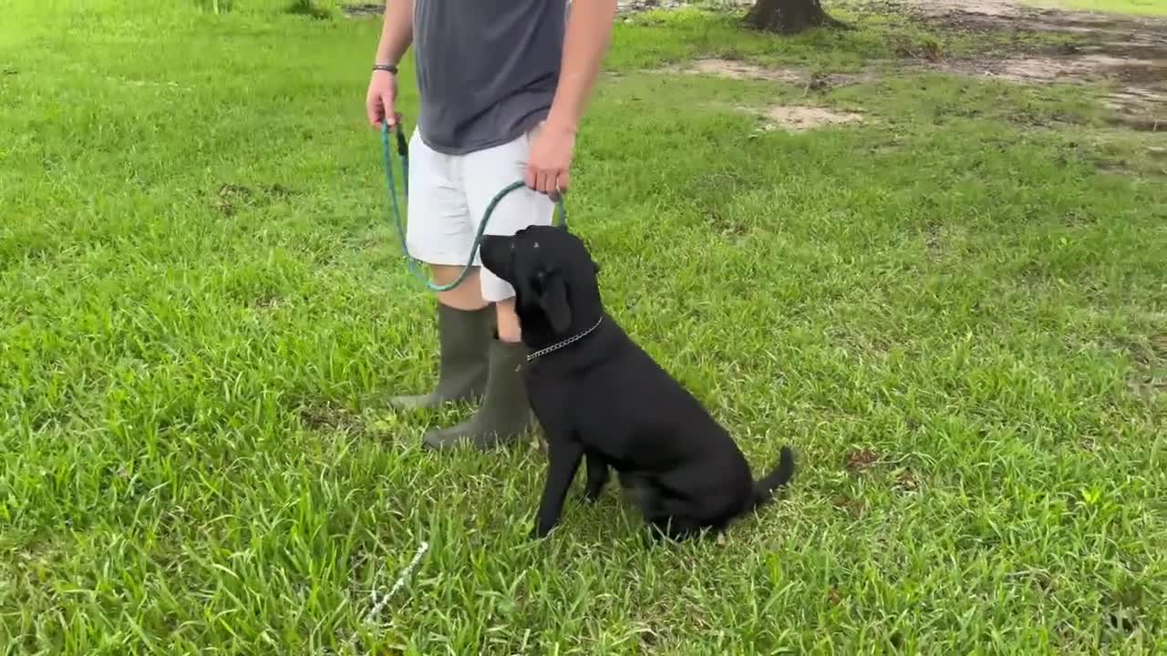 Labrador Retriever dog video