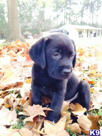 labrador retriever puppy posted by ggrahn