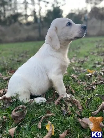 Labrador Retriever puppy for sale