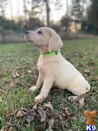 Labrador Retriever puppy for sale