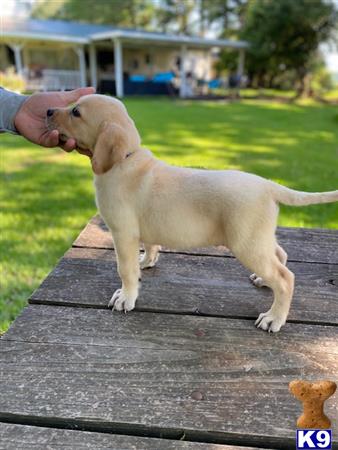 Labrador Retriever dog