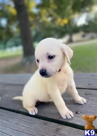 Labrador Retriever