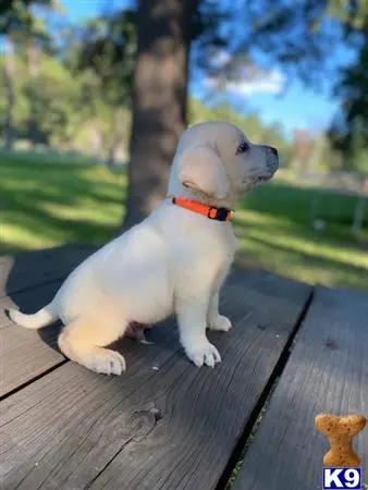 Labrador Retriever puppy for sale