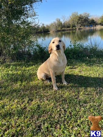 Labrador Retriever