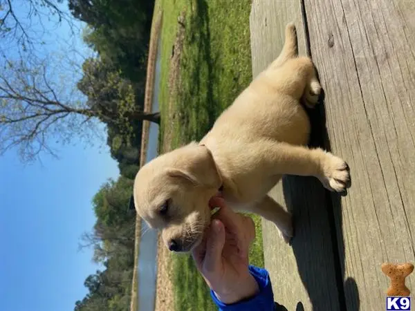 Labrador Retriever puppy for sale