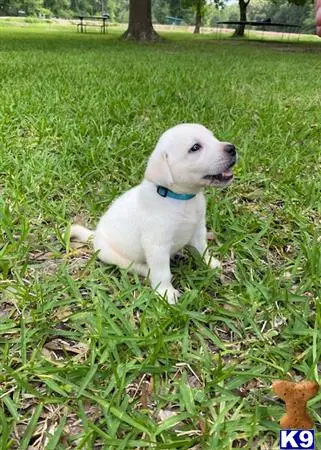 Labrador Retriever puppy for sale