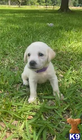 Labrador Retriever puppy for sale