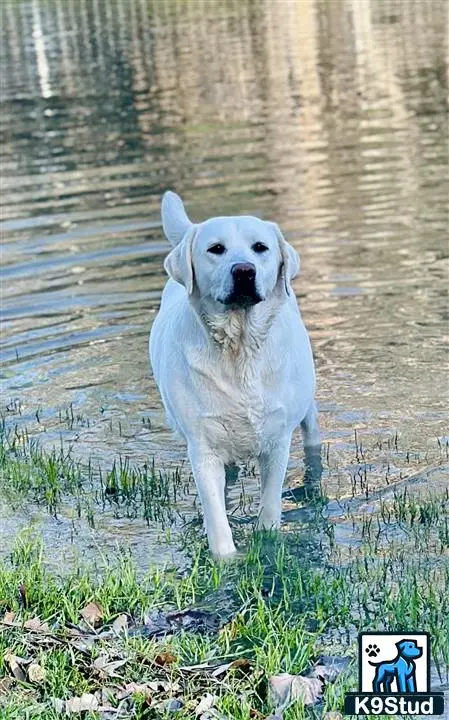 Labrador Retriever dog