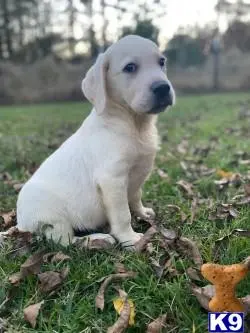 Labrador Retriever puppy for sale