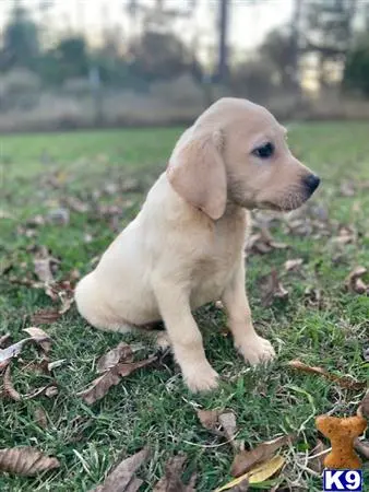 Labrador Retriever puppy for sale