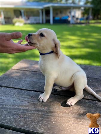 Labrador Retriever dog