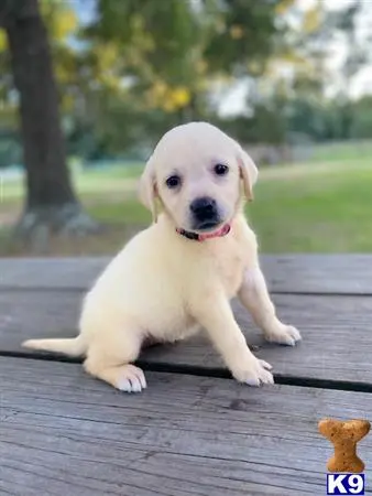 Labrador Retriever puppy for sale