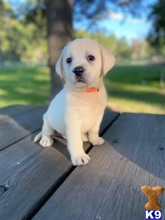 Labrador Retriever puppy for sale