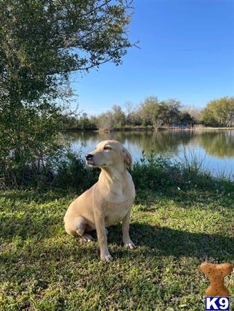 Labrador Retriever dog