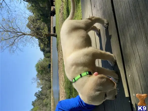 Labrador Retriever puppy for sale