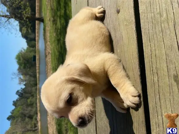 Labrador Retriever puppy for sale