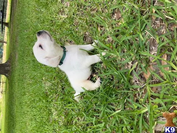 Labrador Retriever puppy for sale