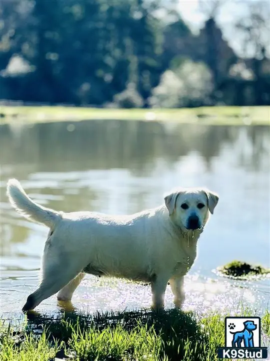 Labrador Retriever dog