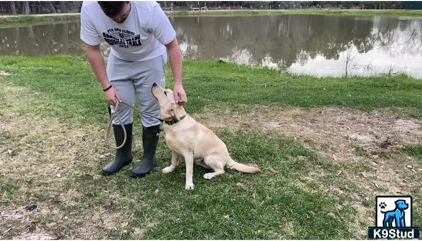 Labrador Retriever dog