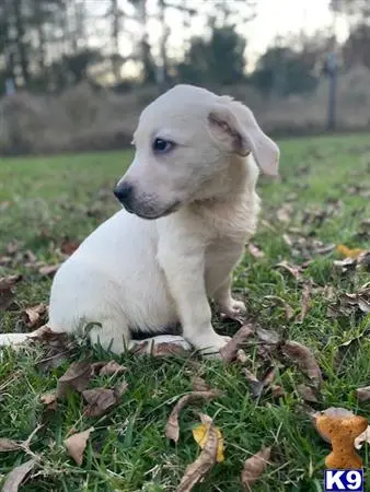 Labrador Retriever puppy for sale