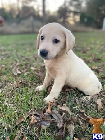 Labrador Retriever puppy for sale