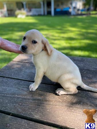 Labrador Retriever dog