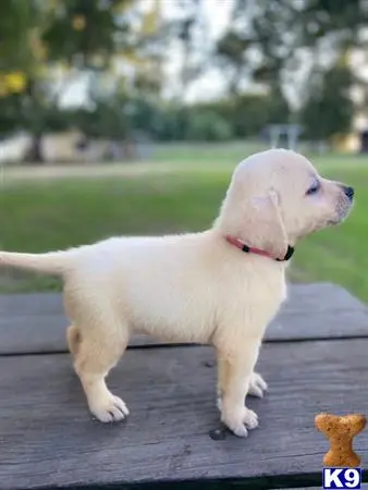 Labrador Retriever puppy for sale