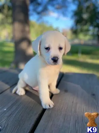 Labrador Retriever puppy for sale