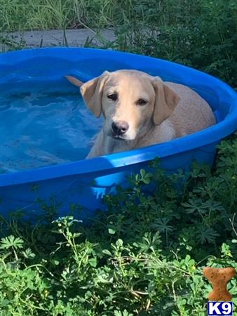 Labrador Retriever dog