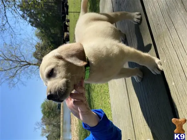 Labrador Retriever puppy for sale