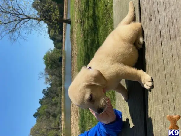 Labrador Retriever puppy for sale