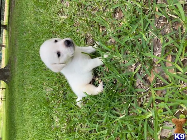 Labrador Retriever puppy for sale