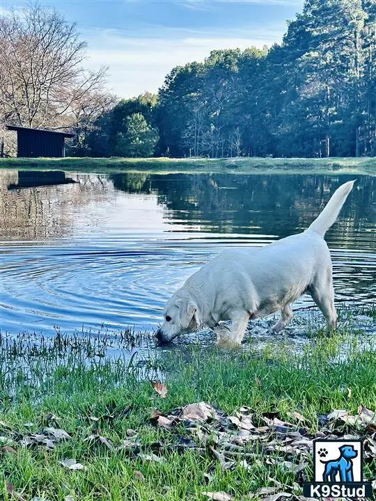 Labrador Retriever dog