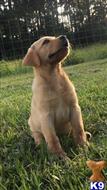 labrador retriever puppy posted by ggrahn