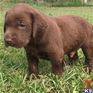 labrador retriever puppy posted by ggrahn