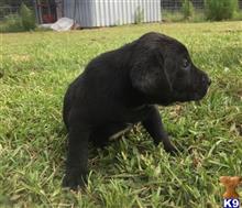 labrador retriever puppy posted by ggrahn