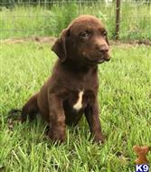 labrador retriever puppy posted by ggrahn